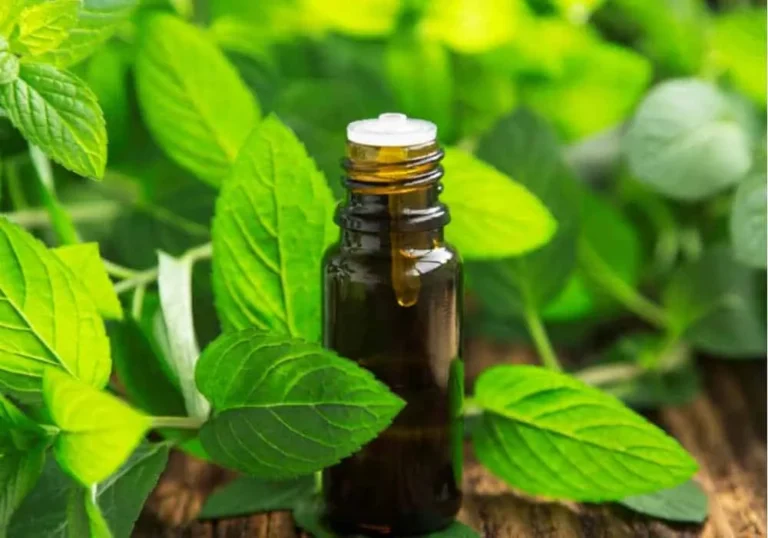 Peppermint-essential-oil-1